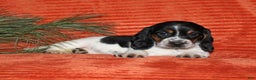 Basset Hound dogs for sale: Suzie - Ad 2