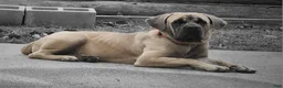 Cane Corso dogs for sale: Group Photos - Ad 6