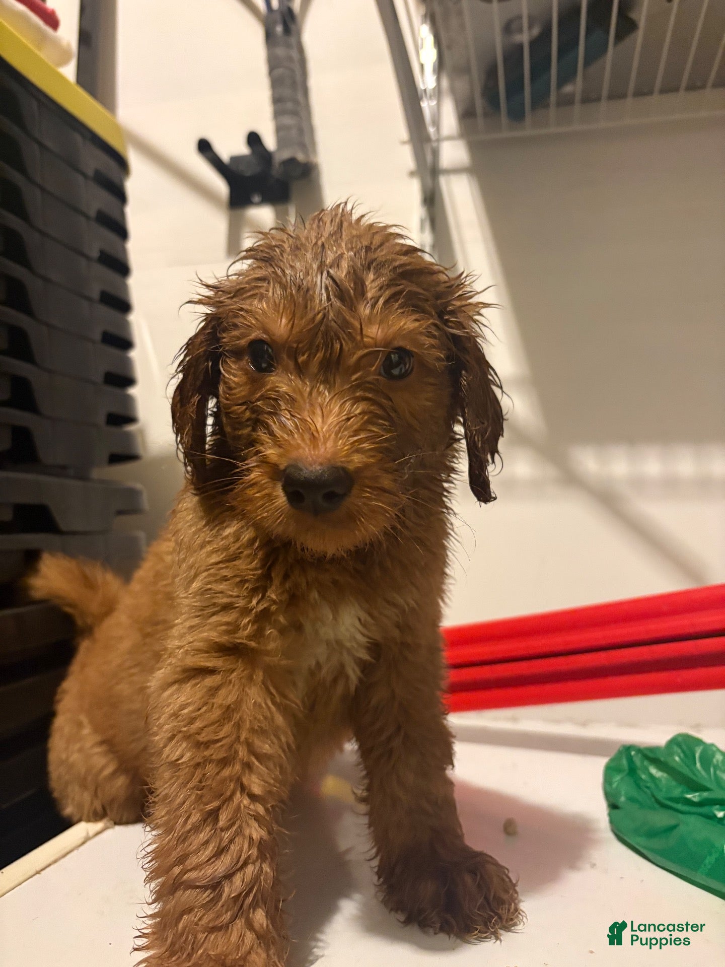 Goldendoodle dogs Goldendoodle 1 - Ad 2