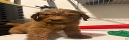 Goldendoodle dogs for sale: Goldendoodle 1 - Ad 2