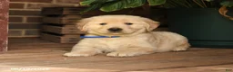Golden Retriever dogs for sale: Celeste - Ad 5
