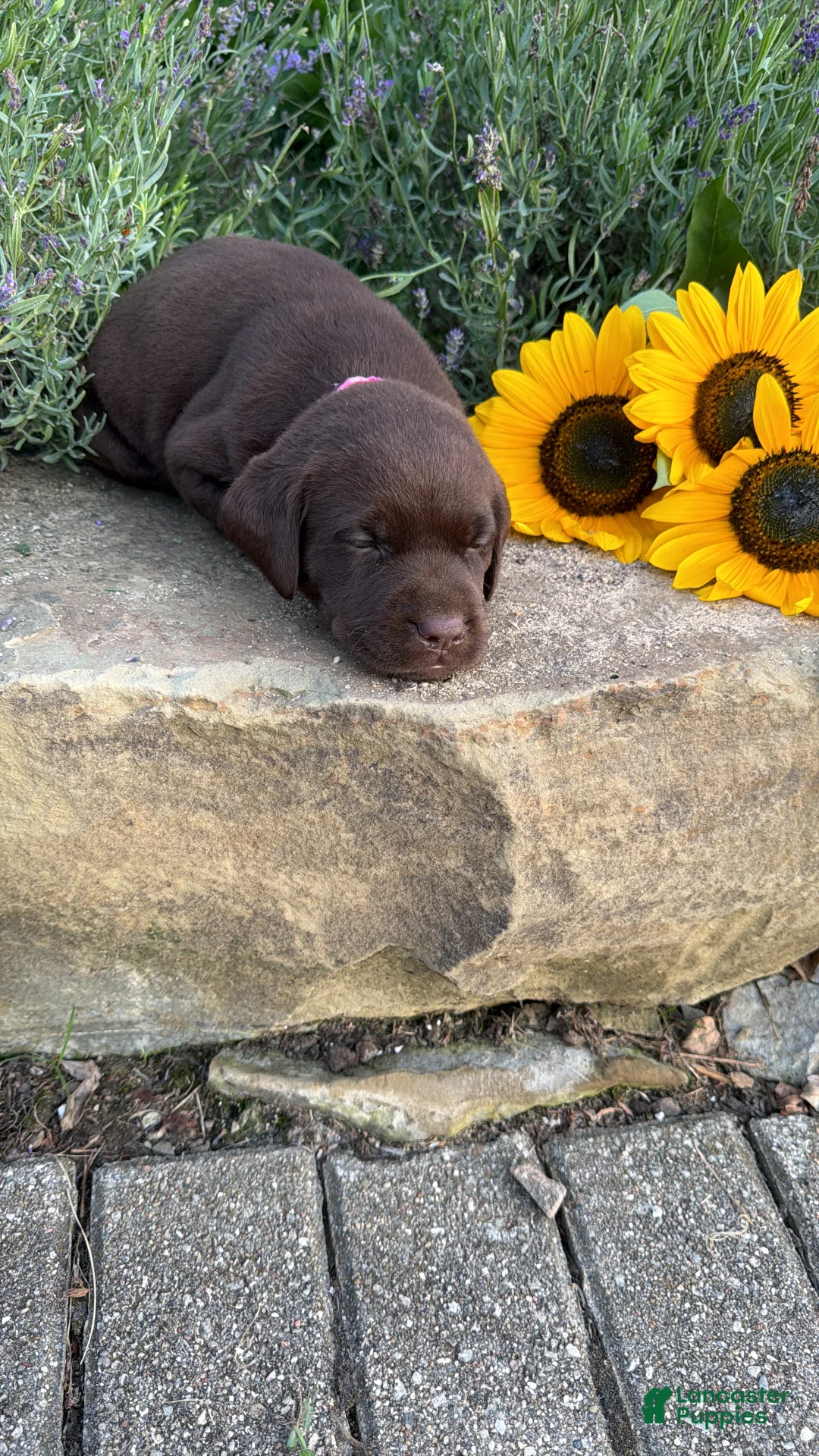 Labrador Retriever dogs for sale: Lavender - Ad 5