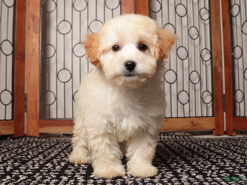 Maltipoo dogs Oli - Calm Maltipoo - Ad 2