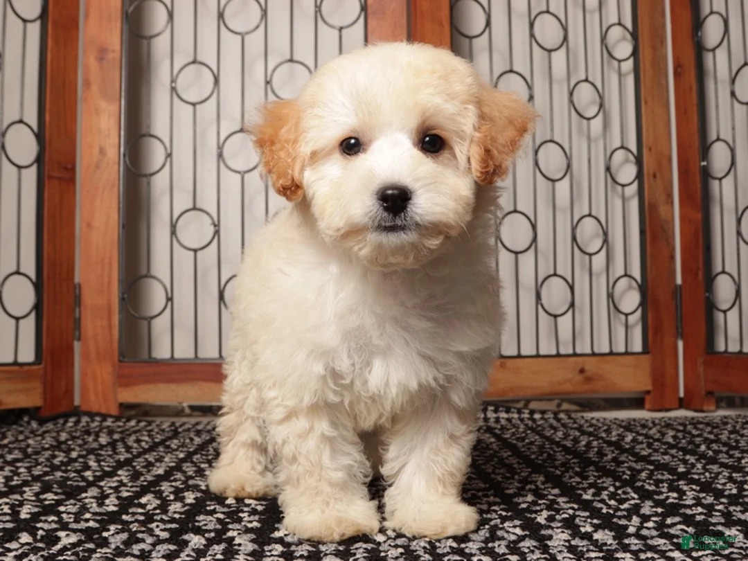 Maltipoo dogs for sale: Oli - Calm Maltipoo - Ad 2