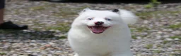 Pomsky dogs for sale: Prince - Ad 10