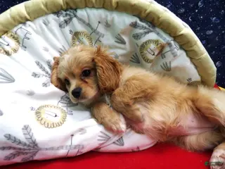 Cavachon dogs Ja Ja - Ad 2