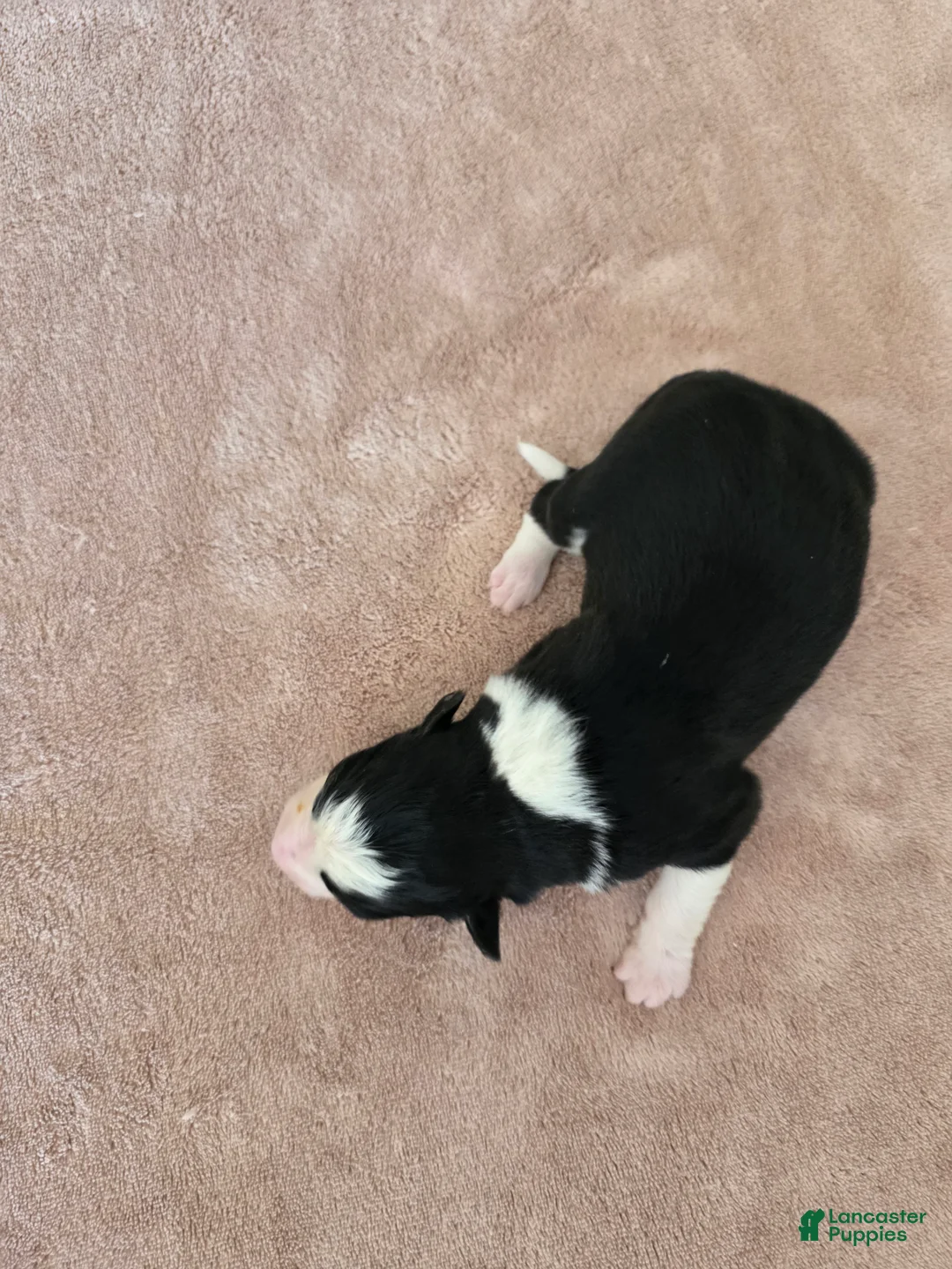 Border Collie dogs for sale: Ginger - Ad 2