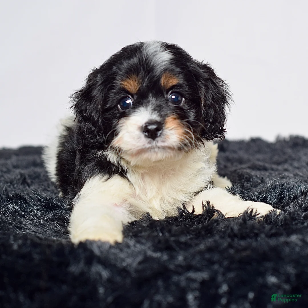 Cavapoo dogs for sale: Mr. Cameron - Ad 2