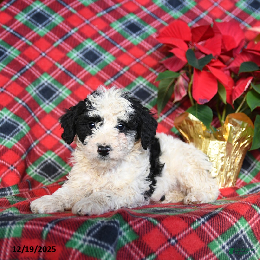 Mini Bernedoodle dogs for sale: Lucy - Ad 2