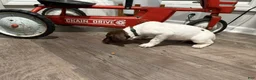 German Shorthaired Pointer dogs for sale: Ed - Ad 3