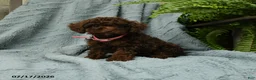 Toy Poodle dogs for sale: Lilly - Ad 4