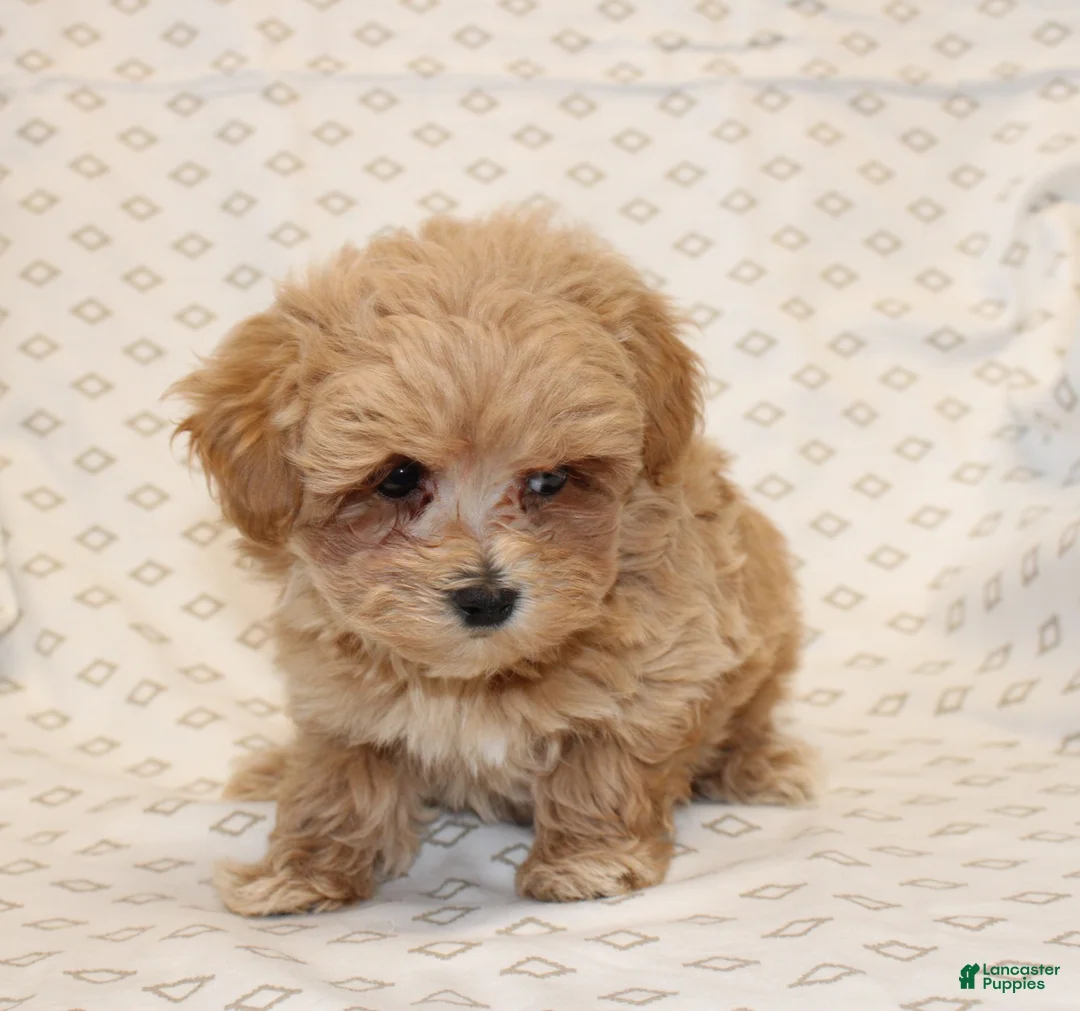 Maltipoo dogs for sale: Markie - Ad 5