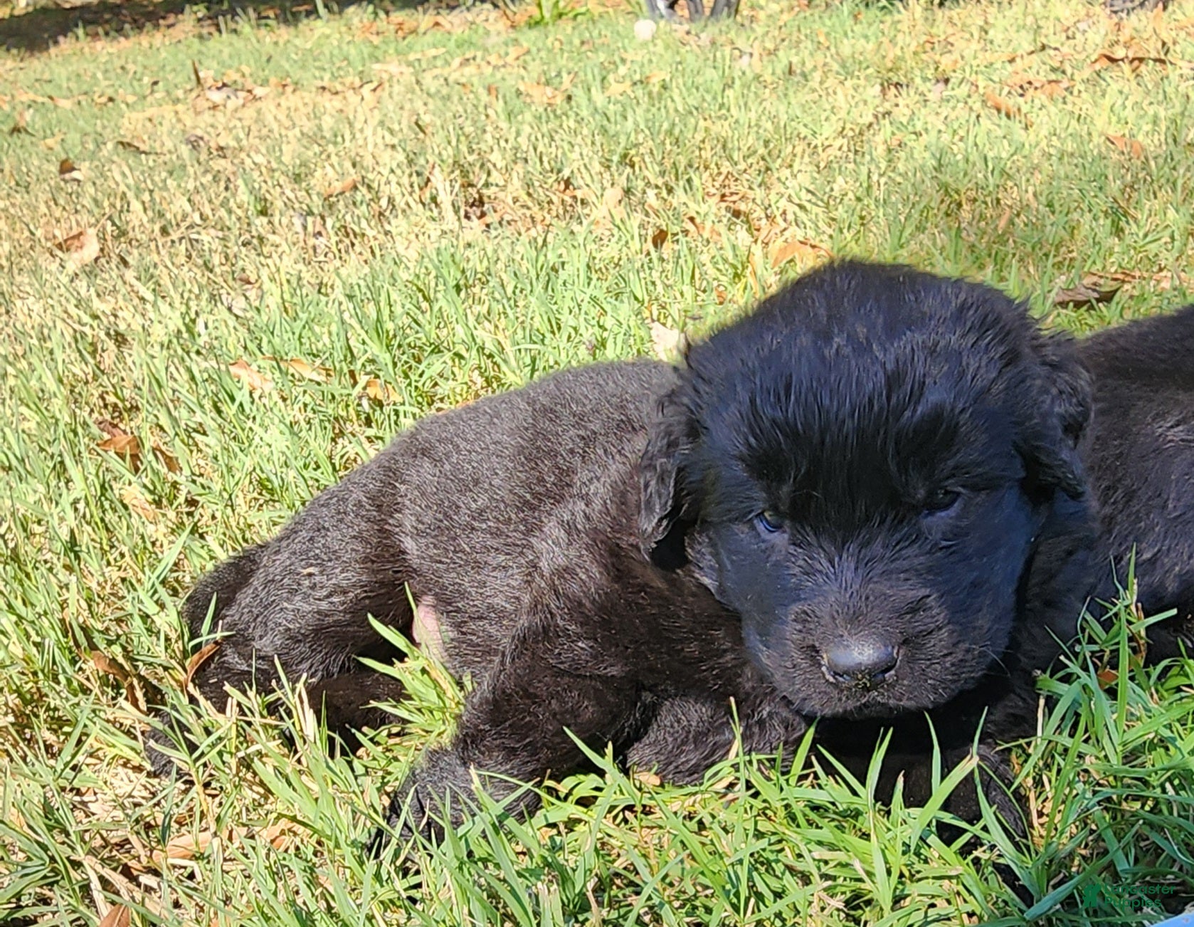 Newfoundland dogs Purple - Ad 2