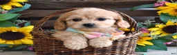 Cavachon dogs for sale: Tabby - Ad 3