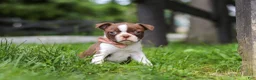 Boston Terrier dogs for sale: Sunny - Ad 1