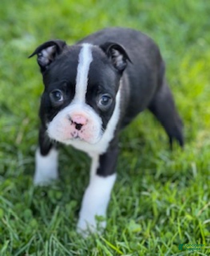 Boston Terrier dogs Brody - Ad 2