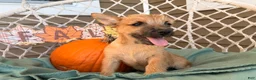 Cairn Terrier dogs for sale: Itsybitsy  - Ad 4