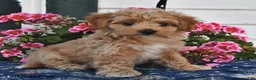 Maltipoo dogs for sale: Cinnamon - Ad 3