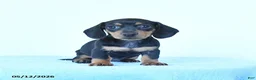 Miniature Dachshund dogs for sale: Satin - Ad 4