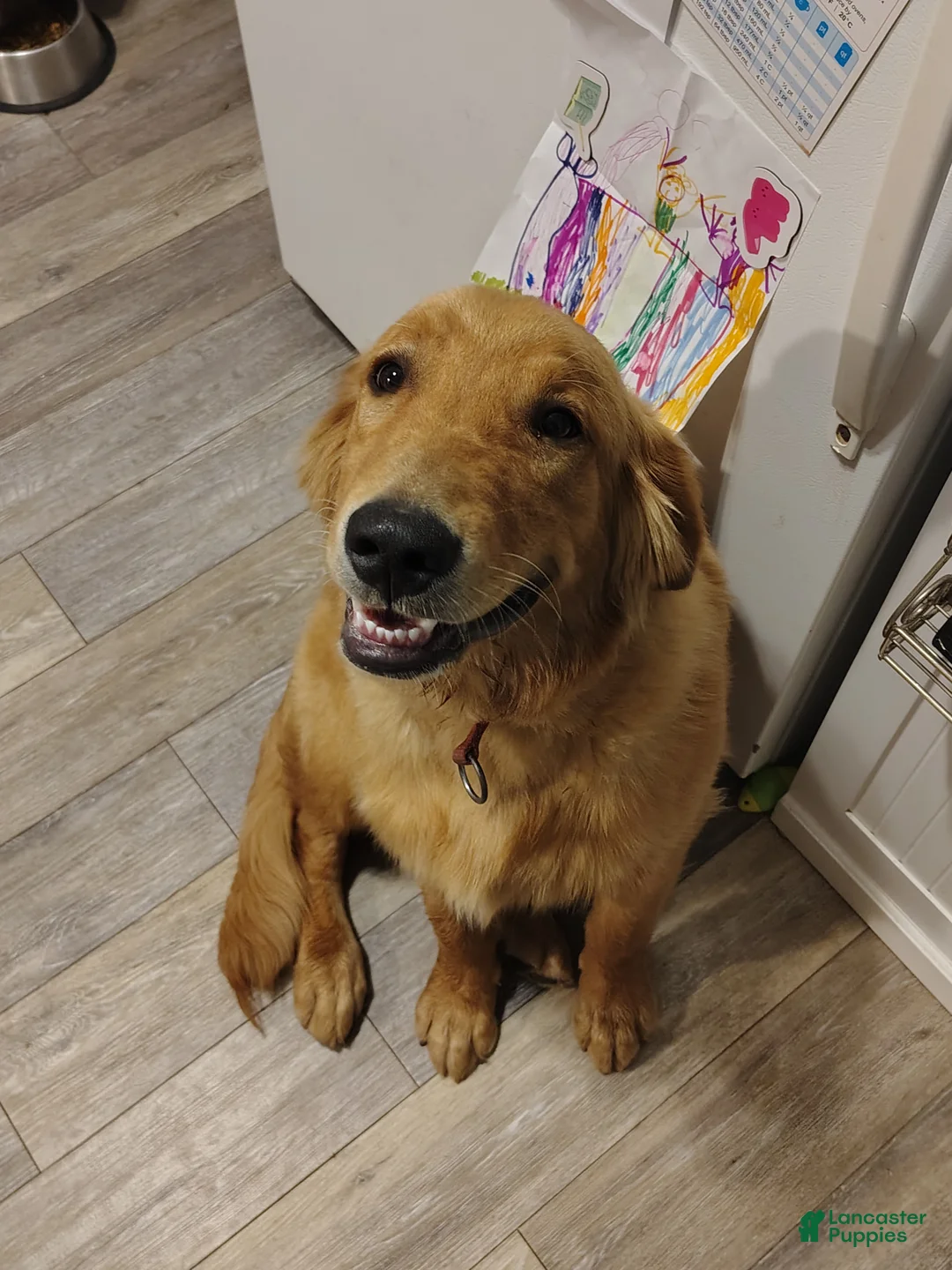 Golden Retriever dogs for sale: Koda - Ad 4