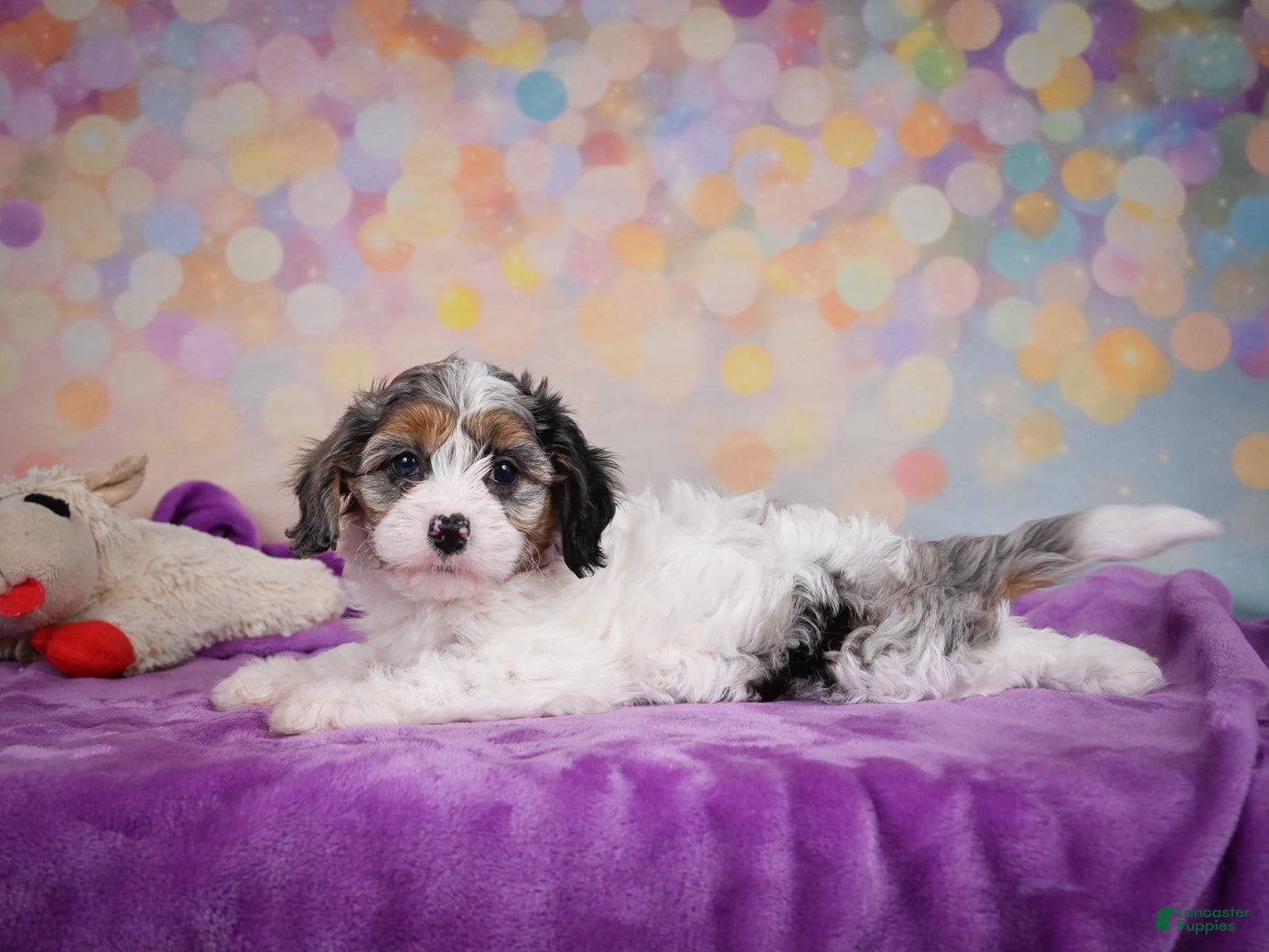 Cavapoo dogs Cavapoo 2 - Ad 1
