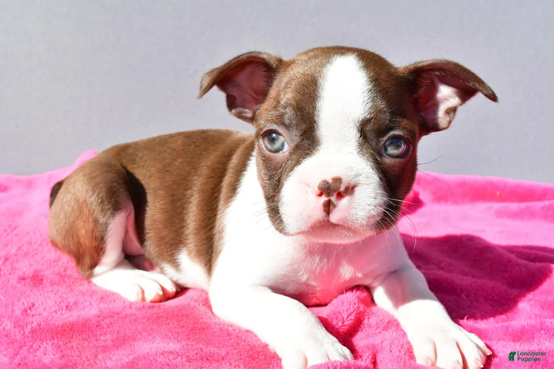 Boston Terrier dogs for sale: Tessa - Ad 1