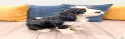 Mini Bernedoodle dogs for sale: Jasmine - Ad 6