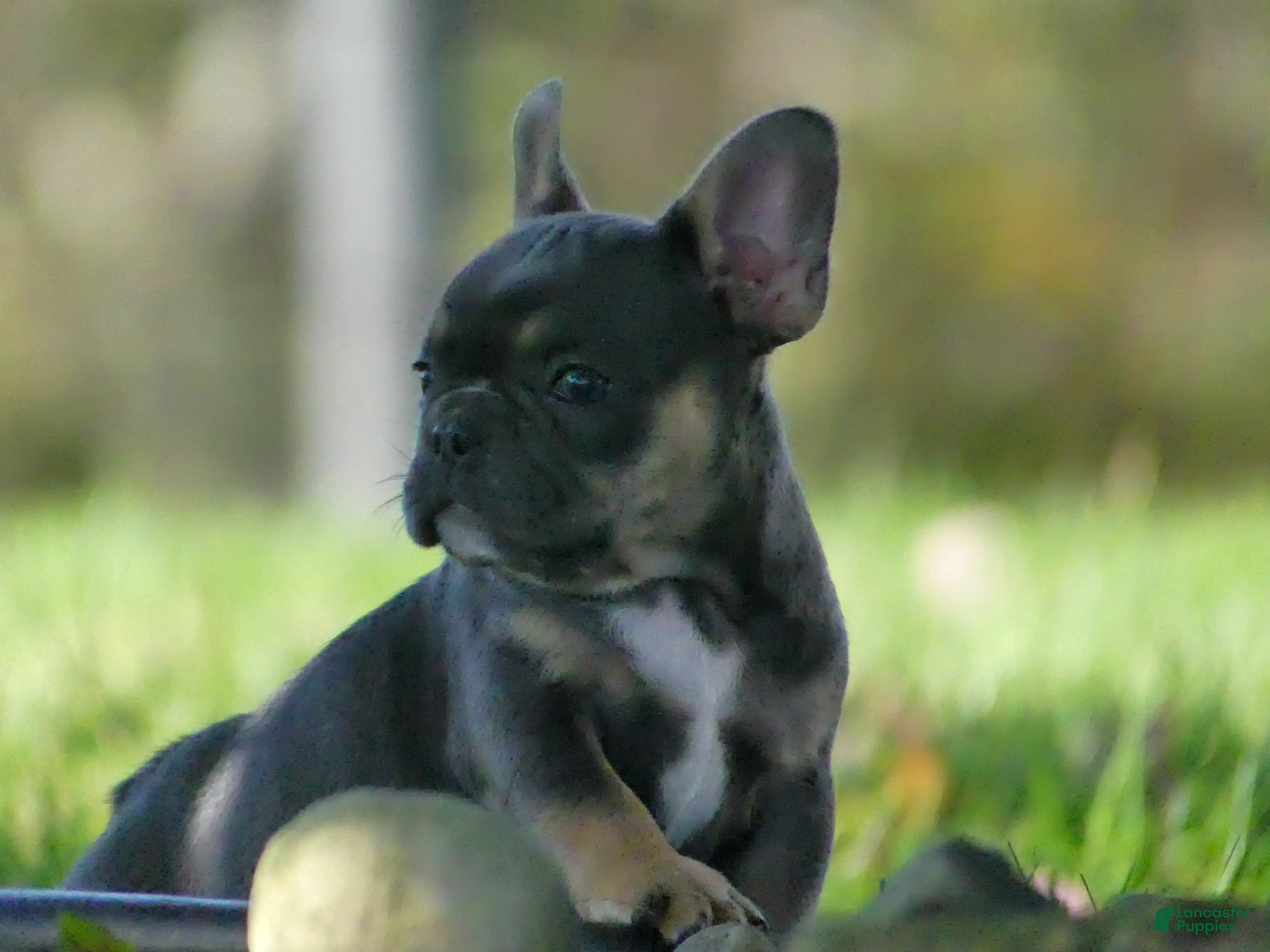 Mixed Breed dogs Pansy  - Ad 1