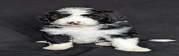 Bernedoodle dogs for sale: Cali - Ad 20