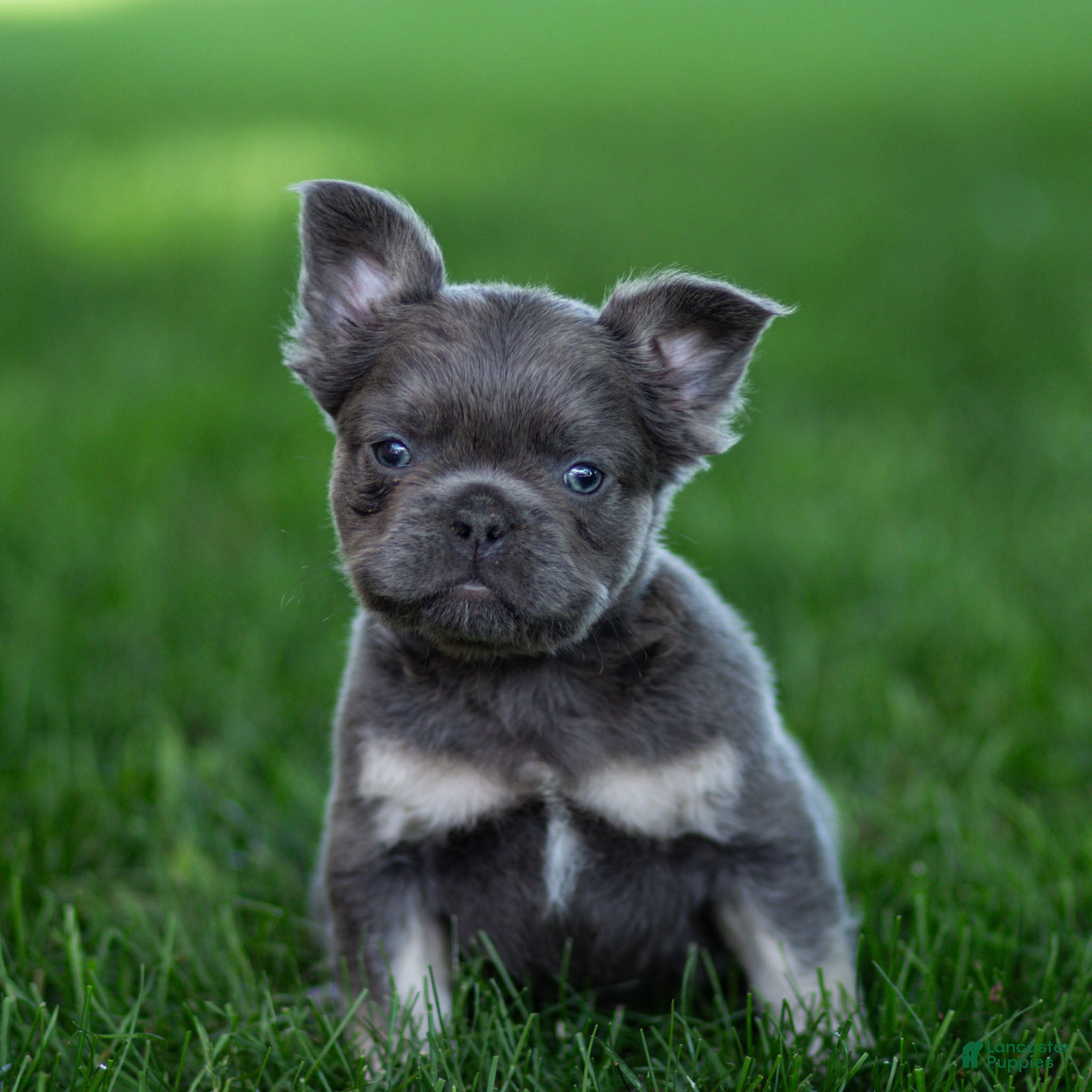 French Bulldog dogs Marble French Bulldog Puppy  - Ad 2
