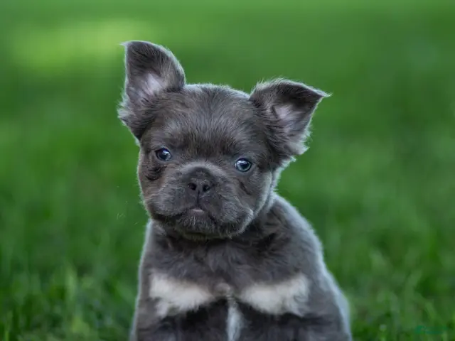 French Bulldog dogs for sale: Marble French Bulldog Puppy - Ad 2