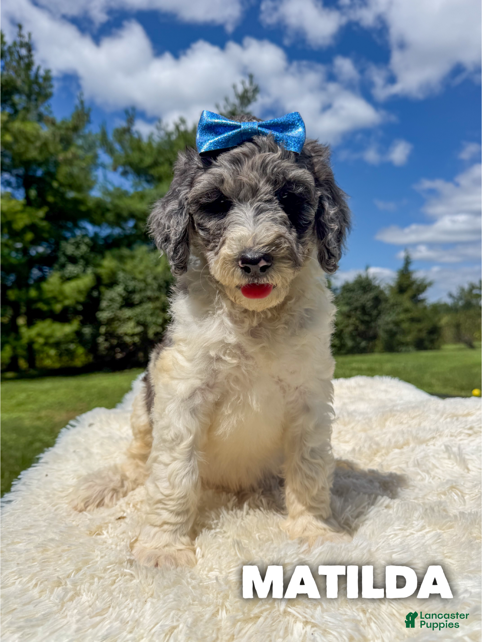 Goldendoodle dogs Matilda - Standard F1b - Ad 18
