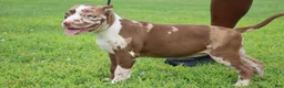 American Bully dogs for sale: Polaris - Ad 9