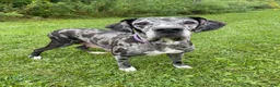 Great Dane dogs for sale: Freckles- blue - Ad 6
