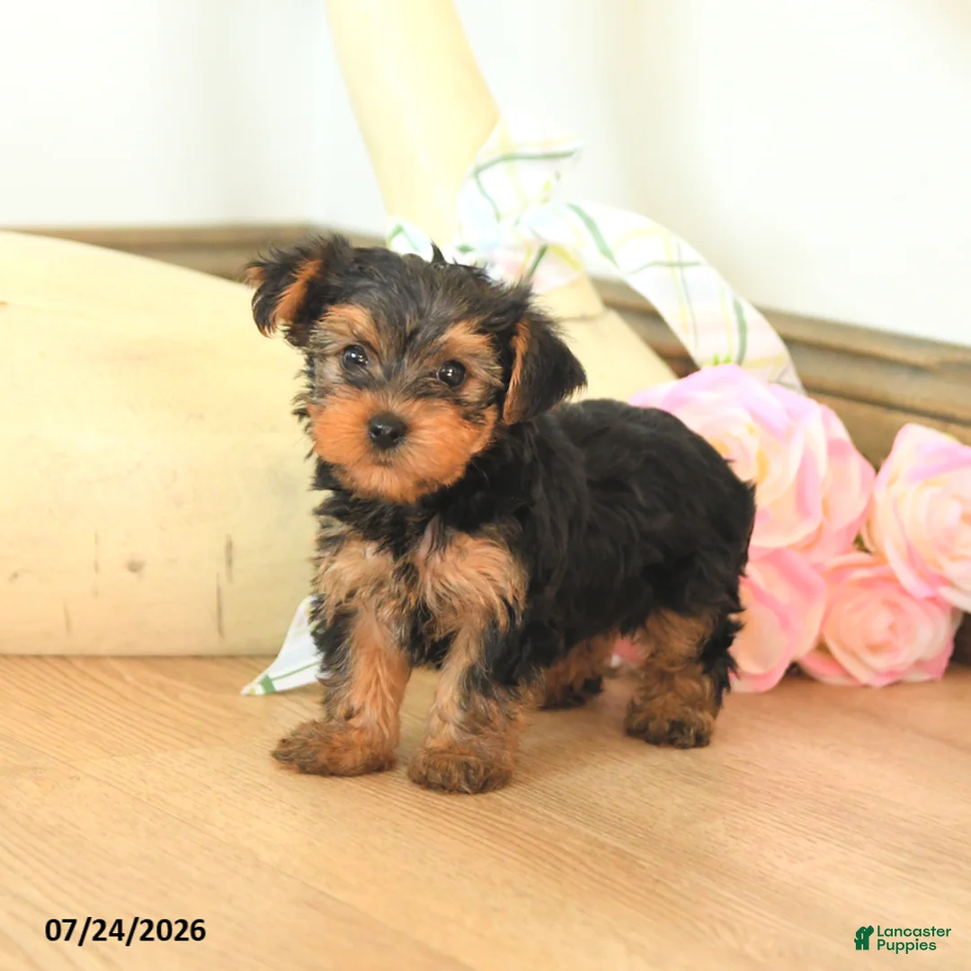 Yorkshire Terrier dogs for sale: Molly - Ad 3