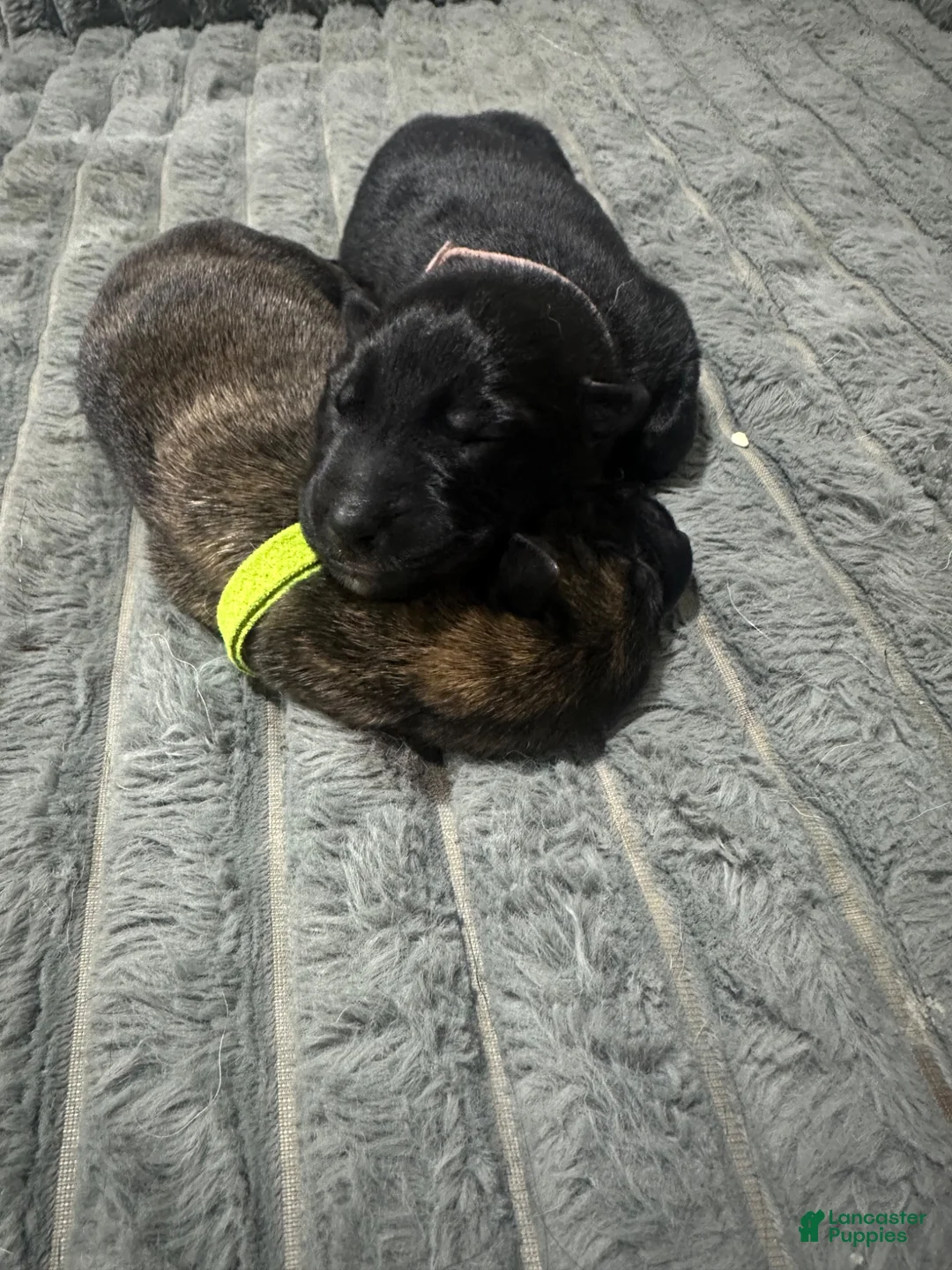 Dutch Shepherd dogs for sale: pink girl  - Ad 7