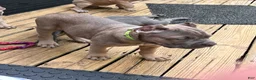 Cane Corso dogs for sale: Lime Green - Ad 2