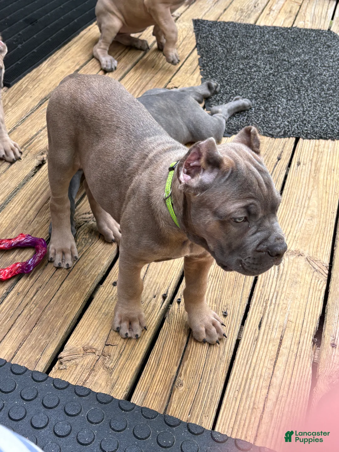 Cane Corso dogs for sale: Lime Green - Ad 2