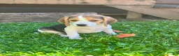 Beagle dogs for sale: Bailey - Ad 3