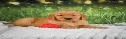 Golden Retriever dogs for sale: Stella - Ad 4