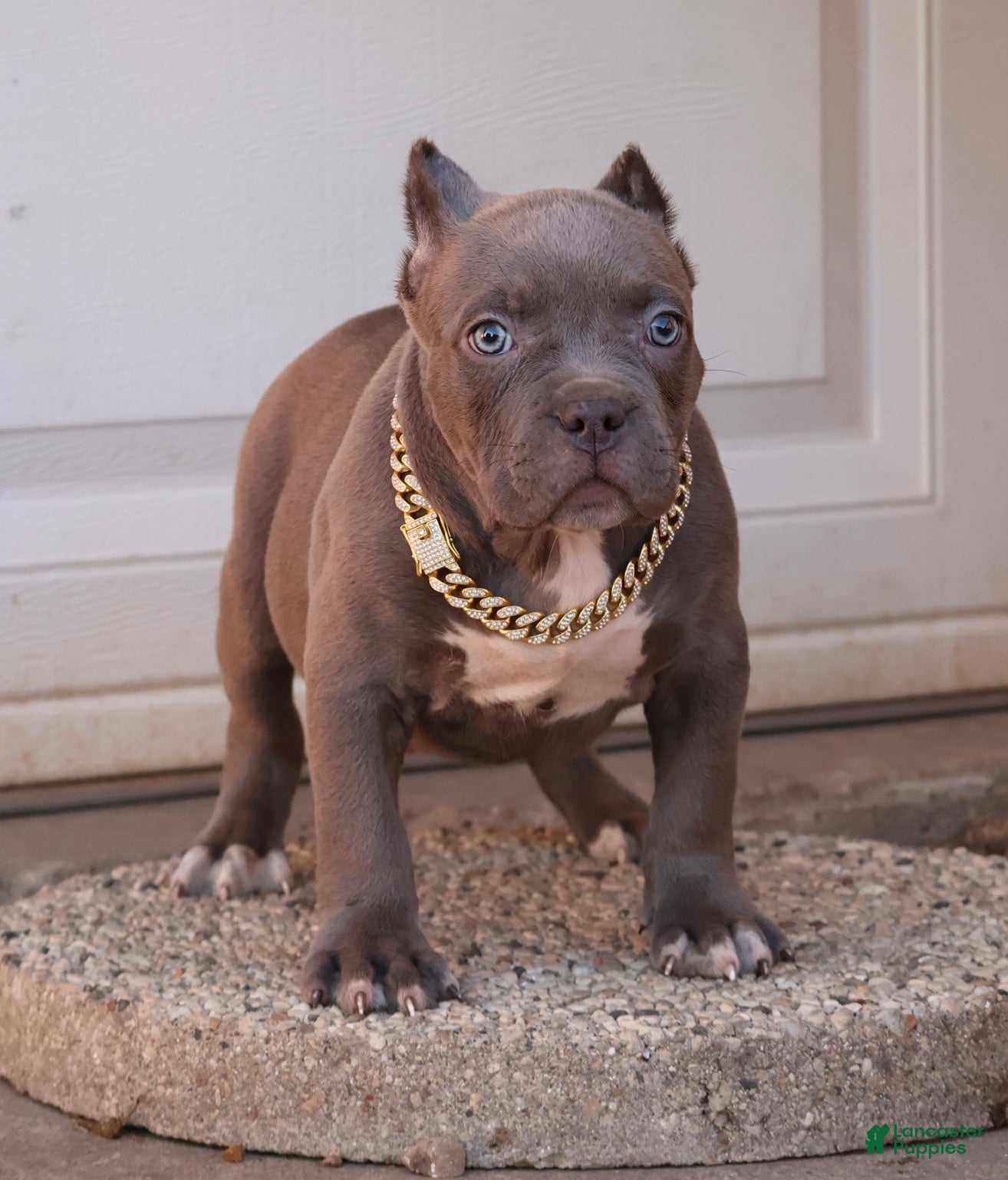 American Bully dogs Unity - Ad 1