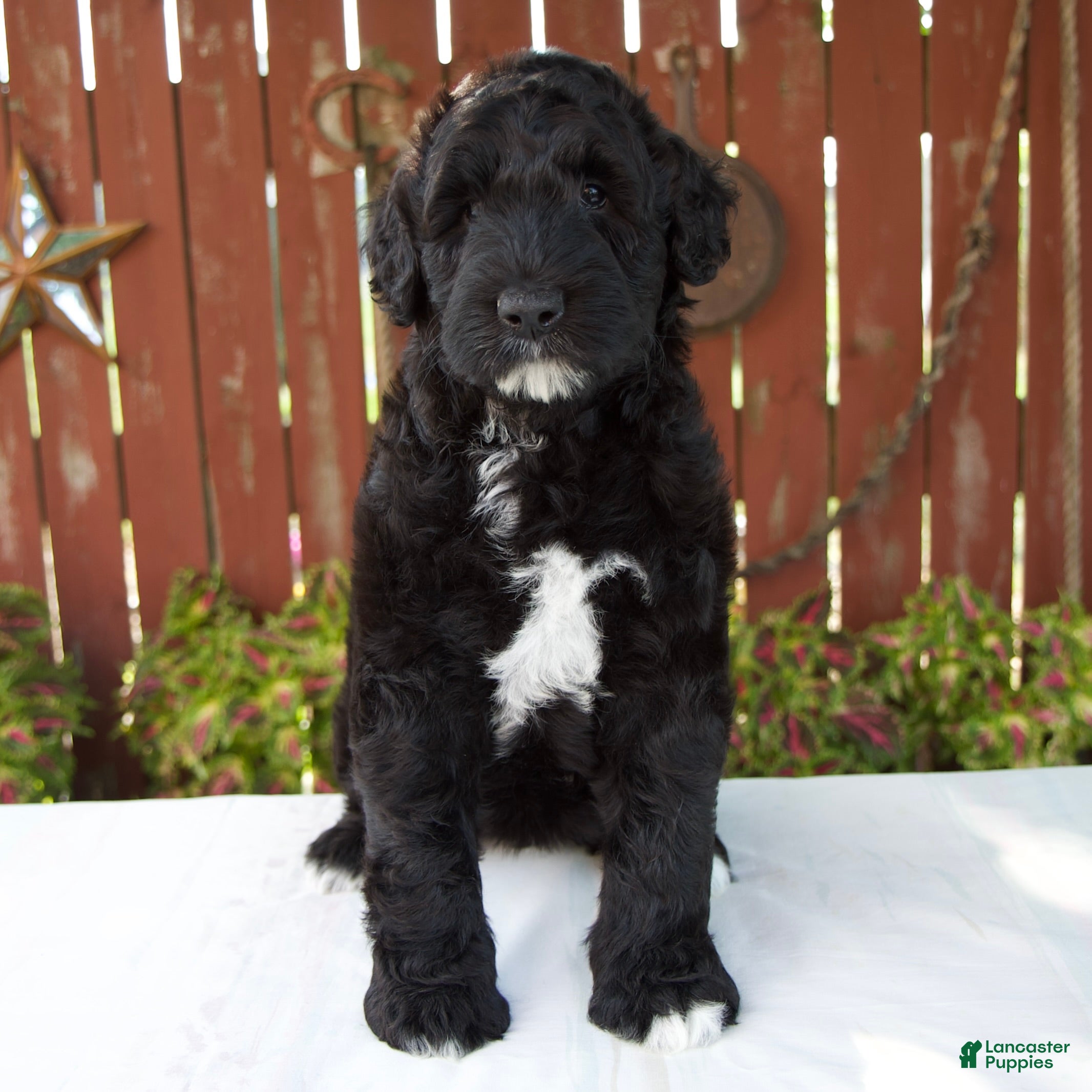Giant Schnoodle dogs Melody - Ad 1