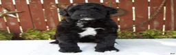 Giant Schnoodle dogs for sale: Melody - Ad 1