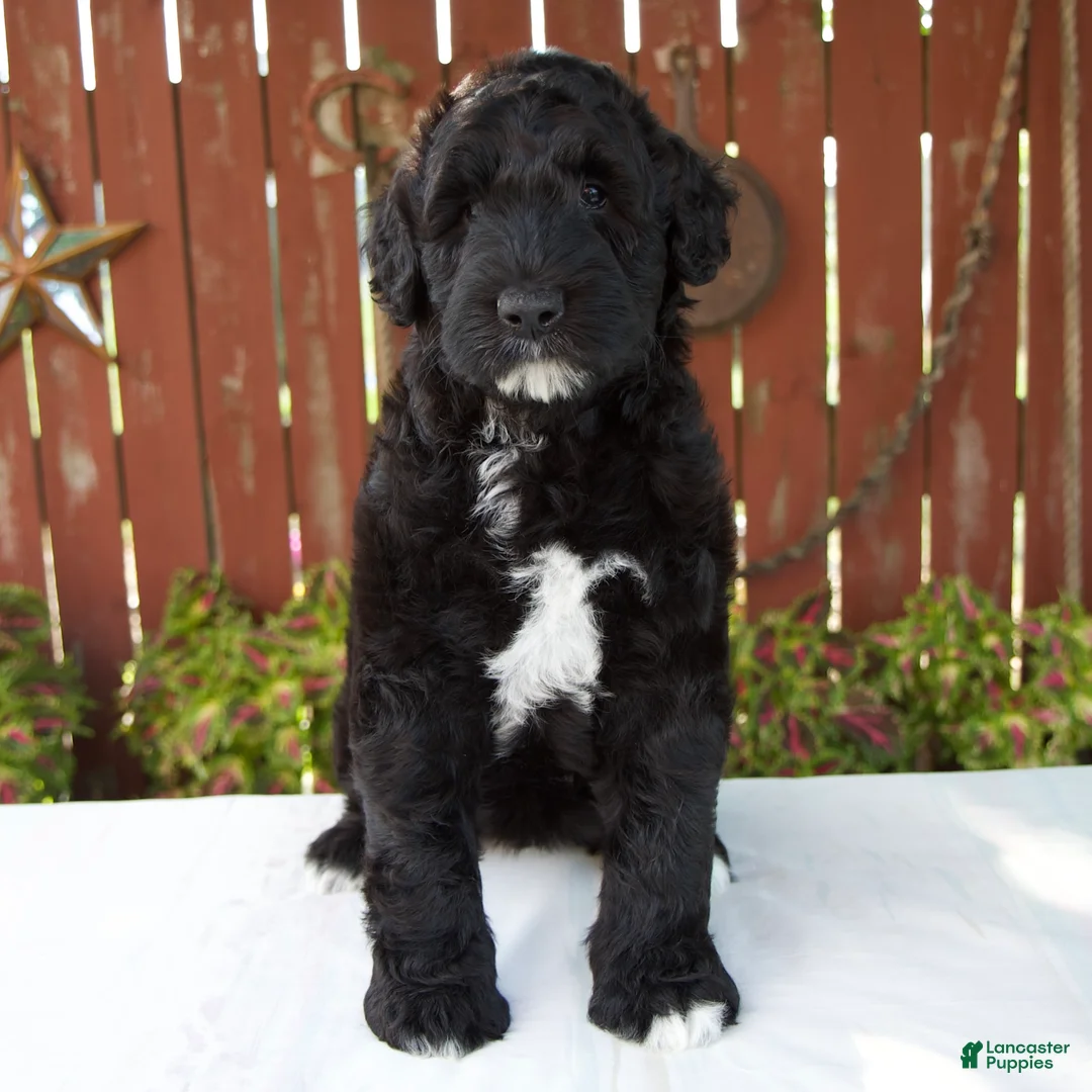 Giant Schnoodle dogs for sale: Melody - Ad 1