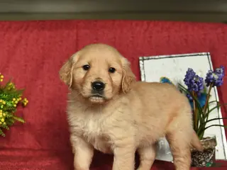 Golden Retriever dogs for sale: Pirate - Ad 2