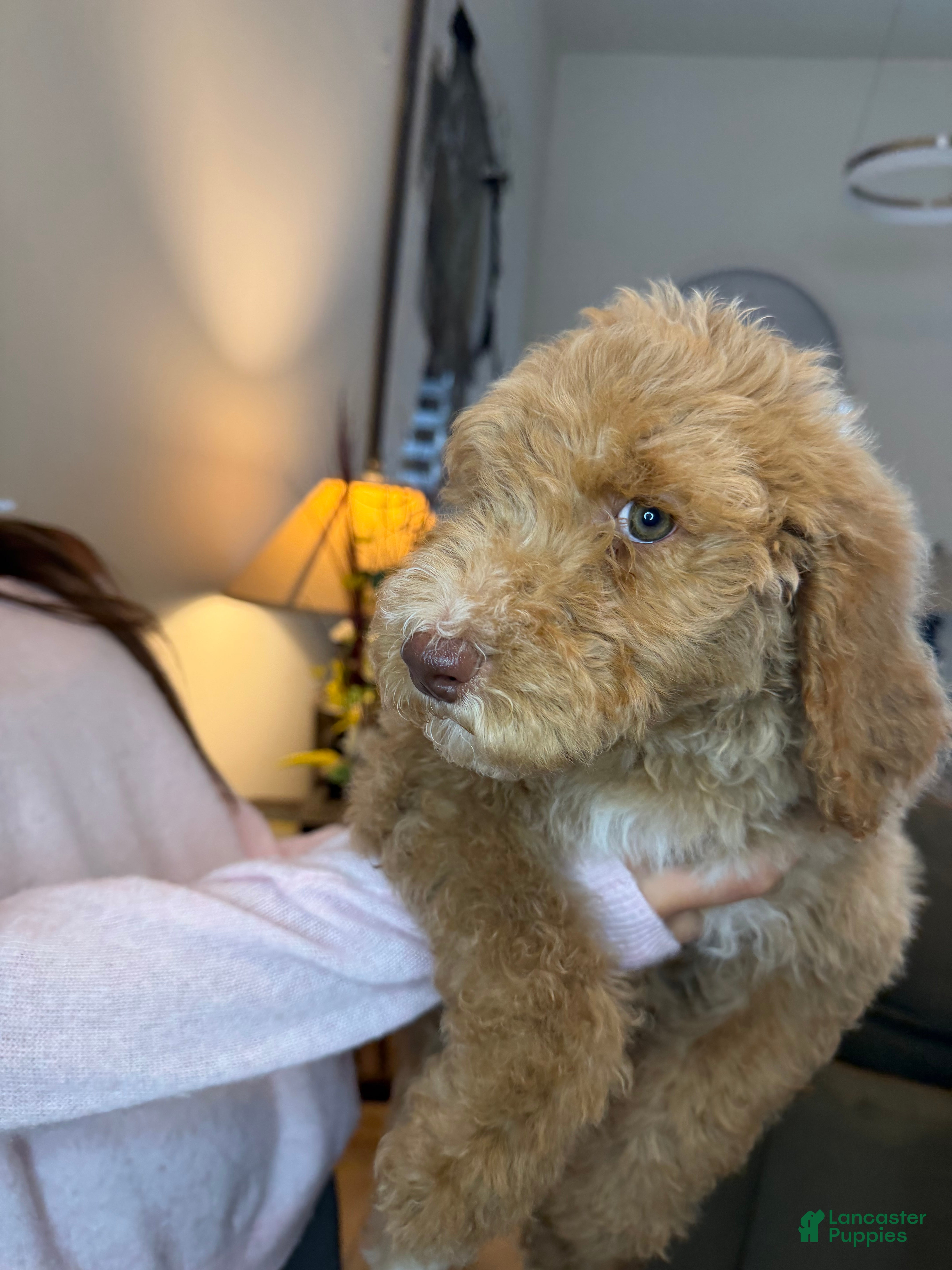 Goldendoodle dogs Goldendoodle Puppy 4 - Ad 2
