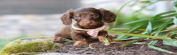 Miniature Dachshund dogs for sale: Stella - Ad 9