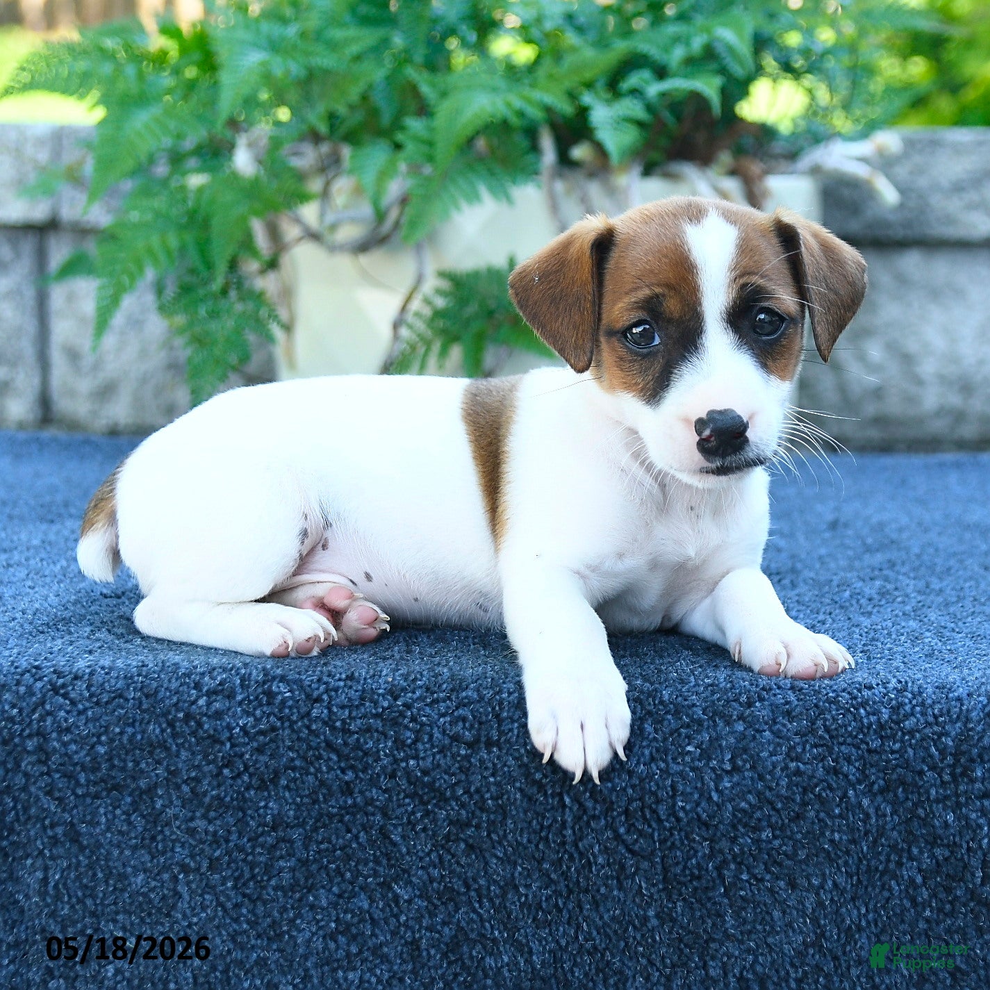 Jack Russell Terrier dogs Jenna - Ad 2