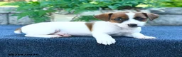 Jack Russell Terrier dogs for sale: Jenna - Ad 2