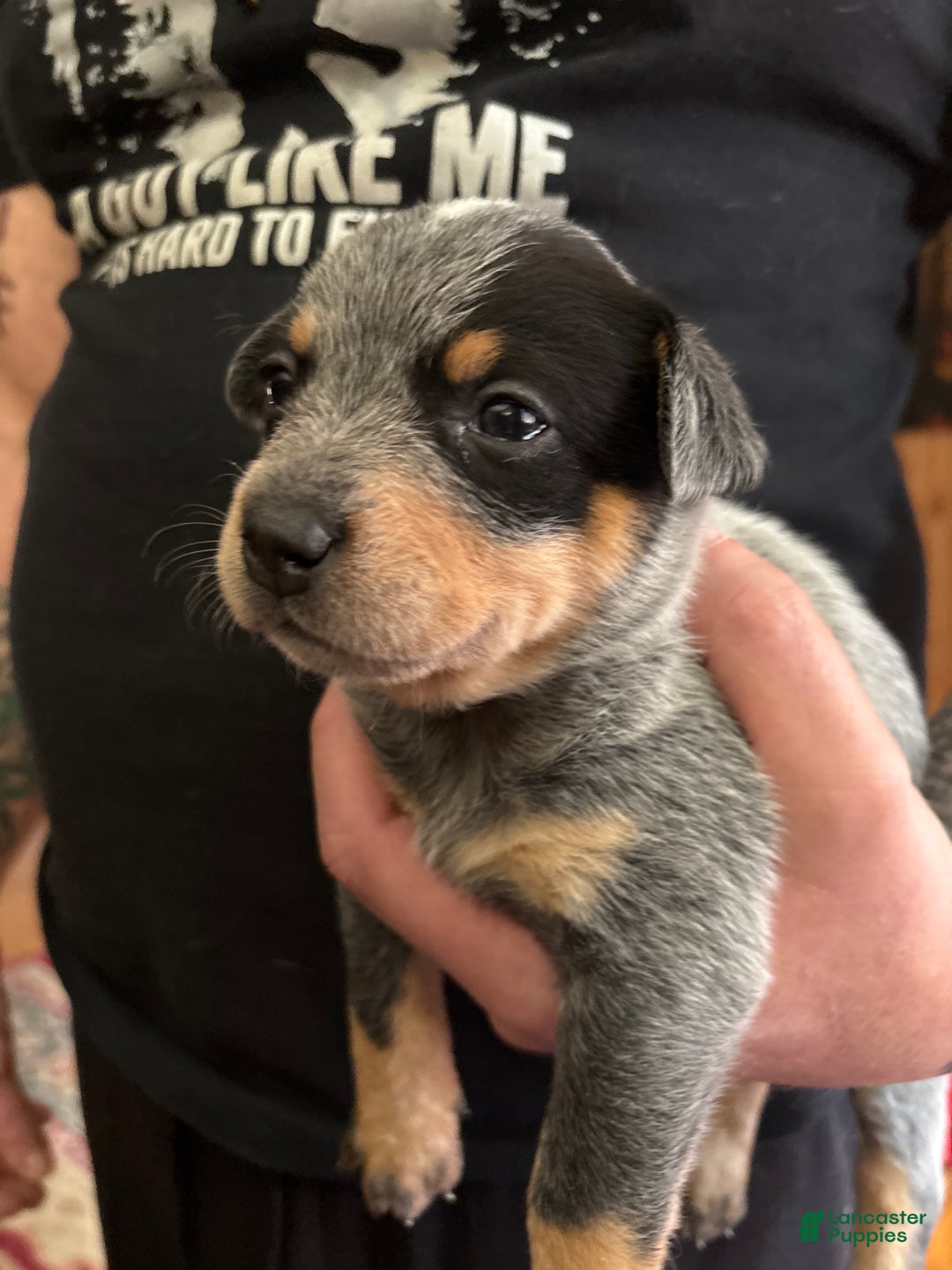 Australian Cattle Dog dogs for sale: Larry - Ad 1